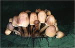 champignons_1